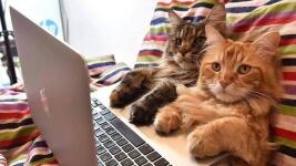 kočky FB Kočičí přání